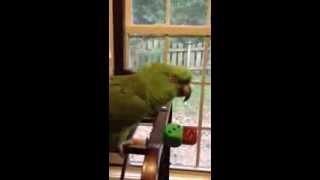 Parrot sings Margaritaville [upl. by Etty]