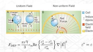 0B  Electromagnetics in the Modern World [upl. by Llenaj]