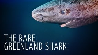 Rare Encounter with Greenland Shark  Adam Ravetch [upl. by Yoreel]