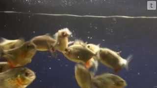 Red Belly Piranha Feeding [upl. by Wildee827]