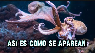 NO CREERAS COMO SE APAREAN ESTAS EXPECIES DE ANIMALES 🤯 curiosidades [upl. by Gnuj]