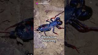 Tailless Whip Scorpion Amazing Facts animals shorts [upl. by Binnings911]