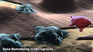 Bone Remodeling in Microgravity [upl. by Gernhard]