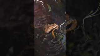 Cuviers Dwarf Caiman Eating A Snake share trending viral subscribe shorts food reptile wow [upl. by Ecinahc]