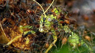 Army Ants Rampage Through The Forest  The Hunt  BBC Earth [upl. by Durham]