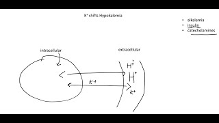 Potassium Hypokalemia Hyperkalemia and transcellular shifts [upl. by Nitsug]