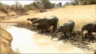 Afrika  Tiere an der Wasserstelle [upl. by Docilla729]