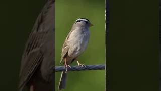 White Crowned Sparrow Singing CloseUp [upl. by Hatti655]