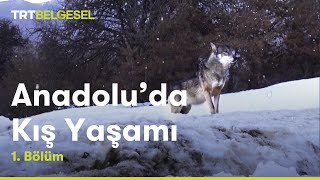 Anadoluda Kış Yaşamı  1Bölüm  TRT Belgesel [upl. by Nickie756]