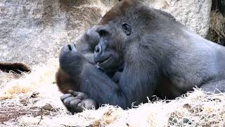 Tierpark Hellabrunn  TANO and OKANDA ❤️ [upl. by Macnamara134]