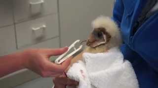 Feeding Very Vocal Baby Barn Owl [upl. by Akenot]