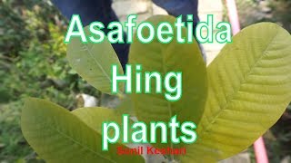 ASAFOETIDA PLANT or HING PLANTS  What are they and what do they do [upl. by Aliemaj556]