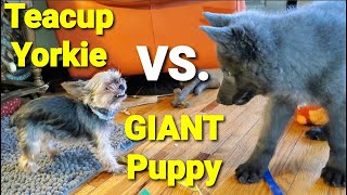 Teacup Size Yorkie VS GIANT Size Puppy [upl. by Aciraa]