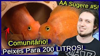 Quais Peixes colocar em Aquário de 200 litros COMUNITÁRIO  AA Sugere 5 [upl. by Aymik]