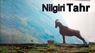 Endangered species Nilgiri Tahr [upl. by Yrahk]