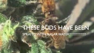 Cannabis and Honey bees whats the truth about honey bees and marijuana [upl. by Noled285]