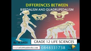 GRADE 12 LIFE SCIENCES  BIPEDALISM VS QUADRUPEDALISM  human evolution  MSAIDI ThunderEDUC [upl. by Suiramaj]