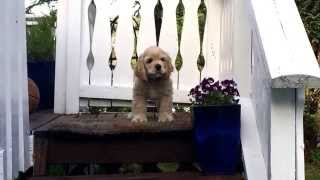 Cute american cocker spaniel puppy barking [upl. by Eilzel]