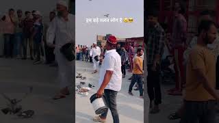 Faisal Khalifa 2365💪💪kabootar viral kabootar trending pigeonpigeon shortsvideo ￼ [upl. by Etnaed15]