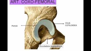 ARTICULACION DE LA CADERA [upl. by Rickert]