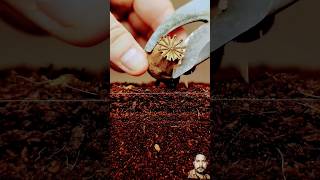 Growing Poppy Plant from Seeds  Soil cross section greentimelapse gtl timelapse [upl. by Juliet]