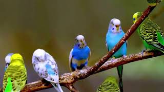 Relaxer Ses Perruches Ondulée  Relax your Budgerigars [upl. by Marlane]