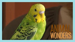 Budgies What Where How [upl. by Collete]