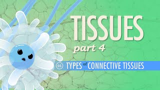 Tissues Part 4  Types of Connective Tissues Crash Course Anatomy amp Physiology 5 [upl. by Selestina627]