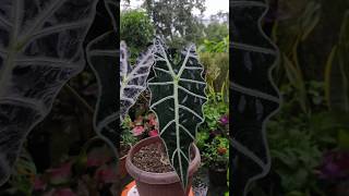 nature plants alocasia foilage gardening gardeningtips beautifulnature beautifulplants [upl. by Noyerb]