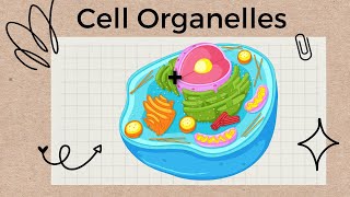 Cell Organelles and Structures  A Tour of the Cell [upl. by Casey]