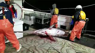 Longline Commercial Fishing Boat Catching Swordfish [upl. by Oneg]