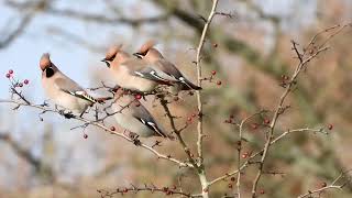 Waxwings on Rodbourogh Common Stroud 2412024 [upl. by Eedahs]