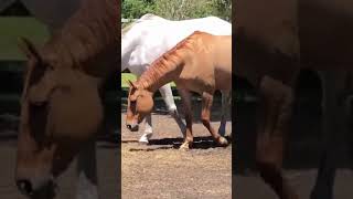 Horse First Time Meeting 2022 । Managing Mixed Gender Herds [upl. by Carli]