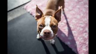 Dog Barking  Boston Terrier barking sounds [upl. by Acimaj]