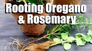 How to Have an Endless Supply of Oregano and Rosemary  Easy Propagating Tips [upl. by Cheng]