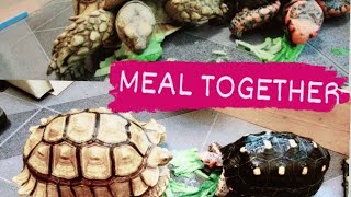 Giant tortoises eating together烏龜一起吃飯 wongreginetv tortoise 寵物 [upl. by Hackett]