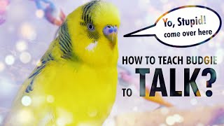 How to Teach a Budgie to Talk Start with Basics [upl. by Barcot]