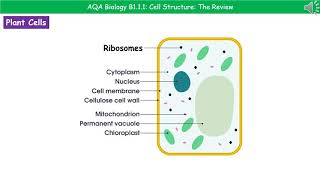 AQA Biology B111  Cell Structures [upl. by Massey648]