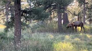 Elk herd  Evergreen Co [upl. by Pas]