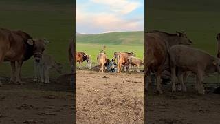 кыргызстан travel kyrgystan mountains kyrgyzstan nature [upl. by Ivey]