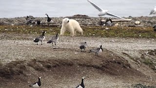 Polar bear cub fails [upl. by Baudin436]