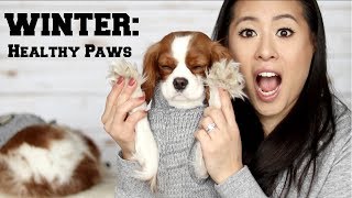 HOW TO HEALTHY PAWS IN WINTER  Dog Boots  Tips amp Tricks [upl. by Dov]