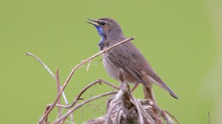 Bluethroat Call birds birdsounds [upl. by Notniuq644]