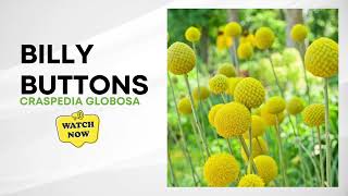 Craspedia Globosa  Billy Buttons  Drumstick Flower [upl. by Sivia]