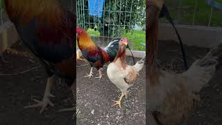 Cecil Davis Kelso gamefowl gamefowls gallos gallosdecombate [upl. by Welcher160]