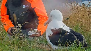 Newly Hatched RoyalCam Albatross Chick Returned to Nest January 23 2024 [upl. by Lucho]