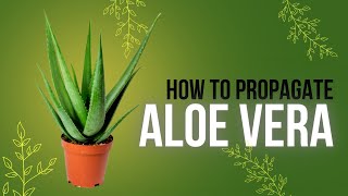 Easy steps in Aloe Vera Propagation only 3 things to remember [upl. by Fitzpatrick]