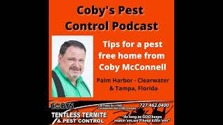 Tampa and Clearwater You Have Termite Tenting Options [upl. by Sterne]