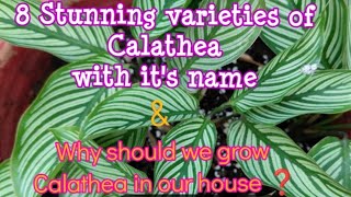 8 Stunning varieties of Calathea with its nameWhy should we grow Calathea in our house trending [upl. by Merle629]