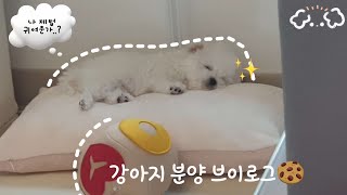 VLOG▶🐶강아지 분양 브이로그🍪  10년생  강아지  분양  입양  브이로그  첫날 ▶10년생 vlog 강아지 강아지브이로그 [upl. by Ihc194]